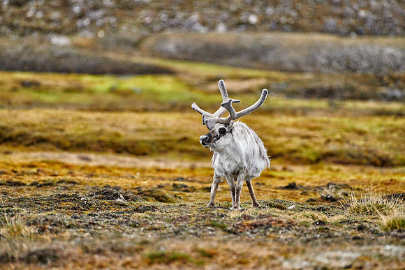 Svalbard reindeer (Rangifer tarandus platyrhynchus)