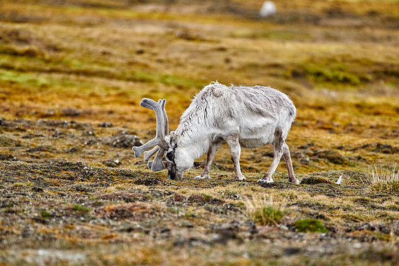 Svalbard reindeer (Rangifer tarandus platyrhynchus)