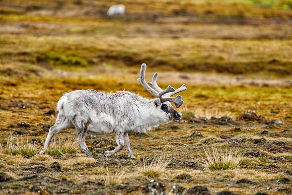 Svalbard reindeer (Rangifer tarandus platyrhynchus)