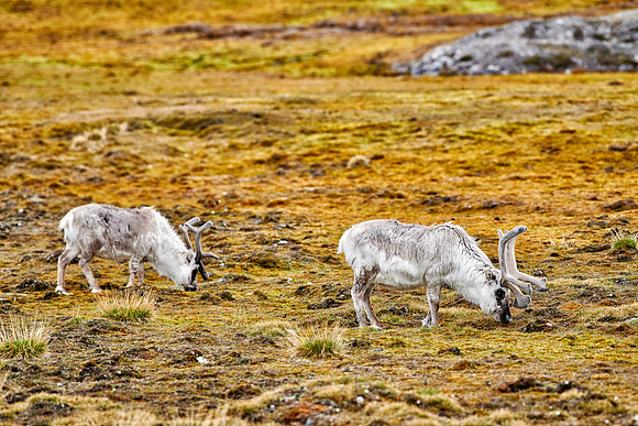 Svalbard reindeer (Rangifer tarandus platyrhynchus)
