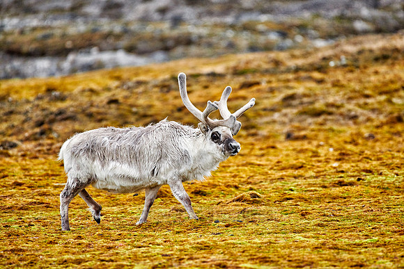 Svalbard reindeer (Rangifer tarandus platyrhynchus)