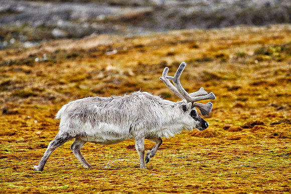 Svalbard reindeer (Rangifer tarandus platyrhynchus)
