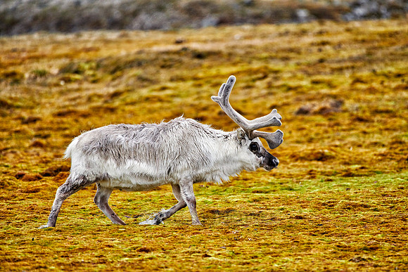Svalbard reindeer (Rangifer tarandus platyrhynchus)