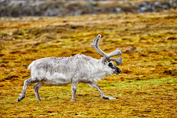 Svalbard reindeer (Rangifer tarandus platyrhynchus)