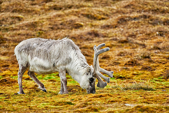 Svalbard reindeer (Rangifer tarandus platyrhynchus)