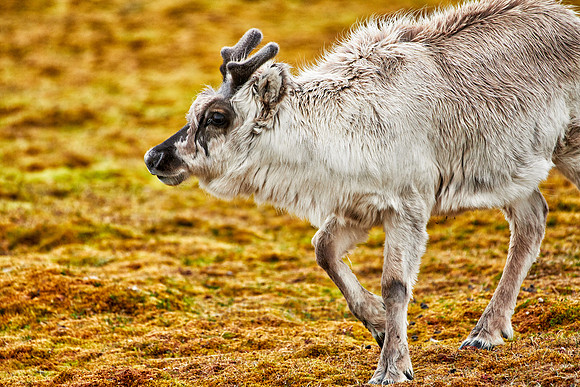 inquisitive young Svalbard reindeer