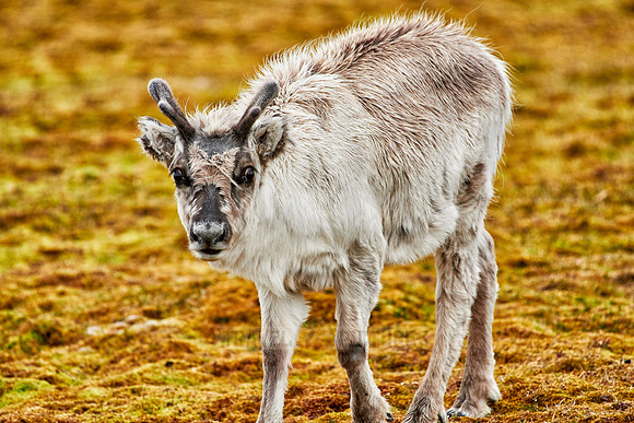 inquisitive young Svalbard reindeer