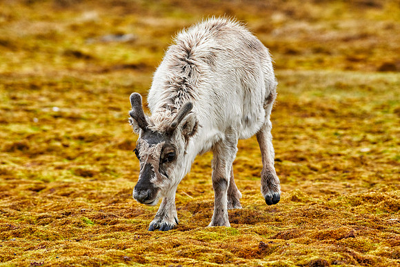 inquisitive young Svalbard reindeer