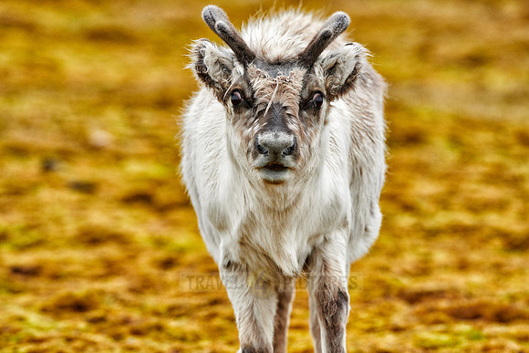 inquisitive young Svalbard reindeer