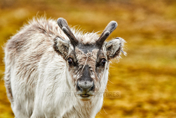inquisitive young Svalbard reindeer