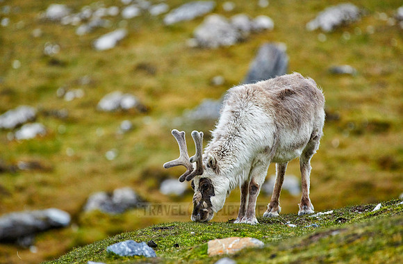 Spitzbergen-Ren (Rangifer tarandus platyrhynchus) |Svalbard reindeer (Rangifer tarandus platyrhynchus)|