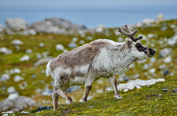 Spitzbergen-Ren (Rangifer tarandus platyrhynchus) |Svalbard reindeer (Rangifer tarandus platyrhynchus)|