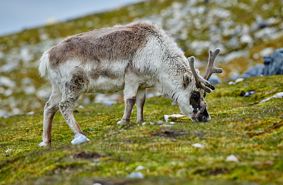 Spitzbergen-Ren (Rangifer tarandus platyrhynchus) |Svalbard reindeer (Rangifer tarandus platyrhynchus)|