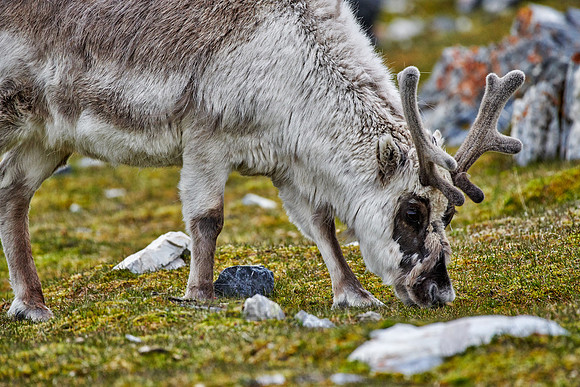 Spitzbergen-Ren (Rangifer tarandus platyrhynchus) |Svalbard reindeer (Rangifer tarandus platyrhynchus)|