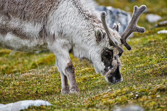 Spitzbergen-Ren (Rangifer tarandus platyrhynchus) |Svalbard reindeer (Rangifer tarandus platyrhynchus)|