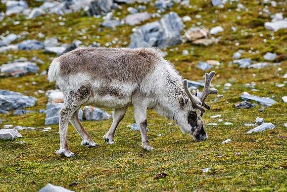 Spitzbergen-Ren (Rangifer tarandus platyrhynchus) |Svalbard reindeer (Rangifer tarandus platyrhynchus)|