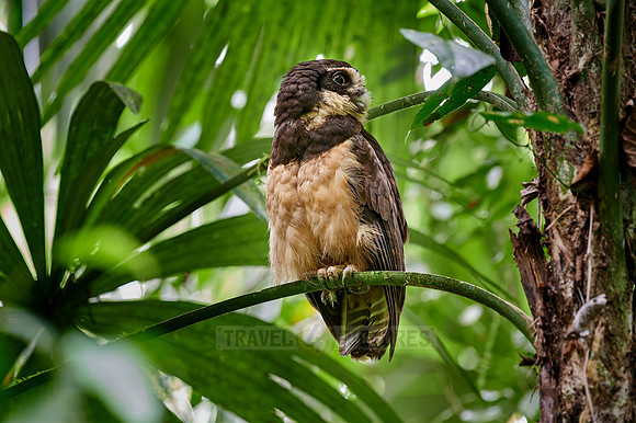 spectacled owl (Pulsatrix perspicillata saturata)