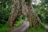 Fig Tree Arch, road throug a fig tree