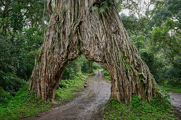 Fig Tree Arch, road throug a fig tree