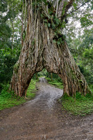 Fig Tree Arch, road throug a fig tree