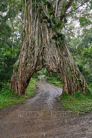 Fig Tree Arch, road throug a fig tree