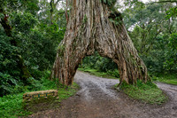 Fig Tree Arch, road throug a fig tree