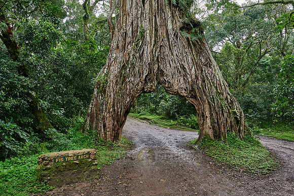 Fig Tree Arch, road throug a fig tree