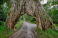 Fig Tree Arch, road throug a fig tree