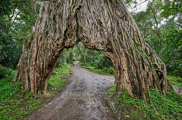 Fig Tree Arch, road throug a fig tree