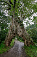 Fig Tree Arch, road throug a fig tree