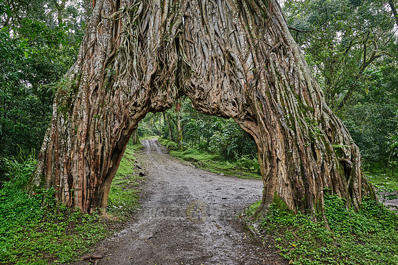 Fig Tree Arch, road throug a fig tree