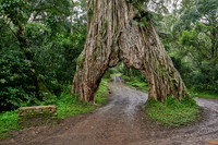 Fig Tree Arch, road throug a fig tree