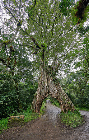 Fig Tree Arch, road throug a fig tree