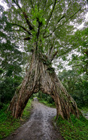 Fig Tree Arch, road throug a fig tree