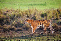 Bengal tiger (Panthera tigris tigris)
