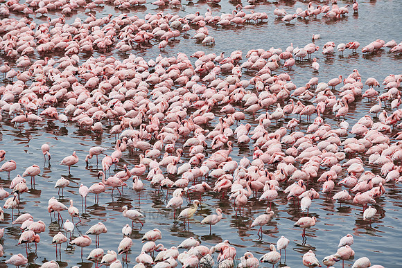 huge flock of Lesser flamingos in Lake Momela