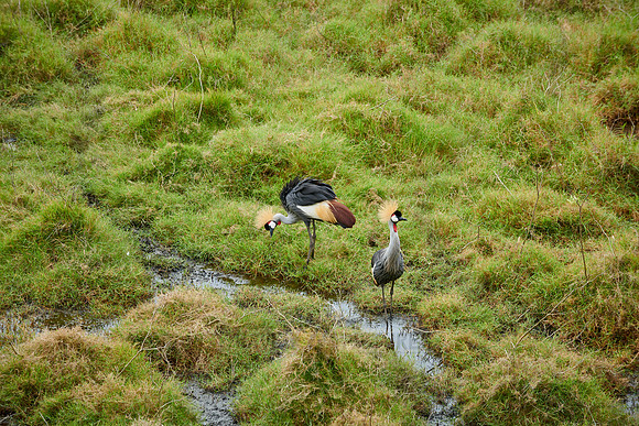black crowned crane