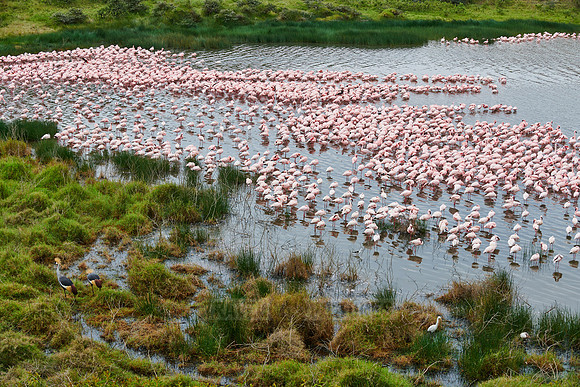 huge flock of Lesser flamingos in Lake Momela