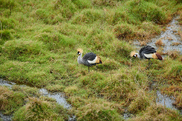 black crowned crane