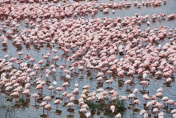 huge flock of Lesser flamingos in Lake Momela
