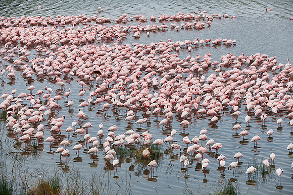 huge flock of Lesser flamingos in Lake Momela