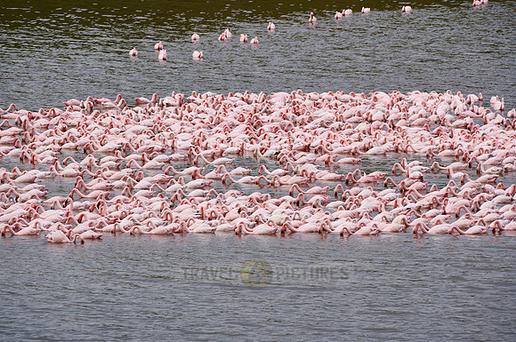 huge flock of Lesser flamingos swimming in Lake Momela
