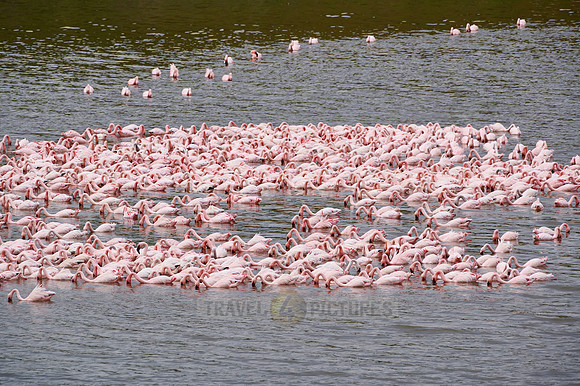 huge flock of Lesser flamingos swimming in Lake Momela