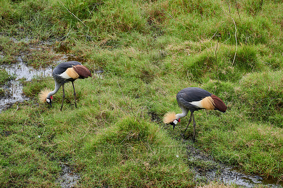 black crowned crane