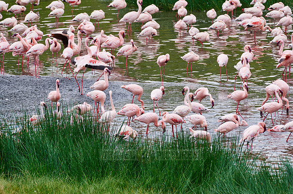 Lesser flamingos
