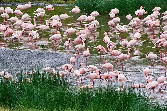 Lesser flamingos