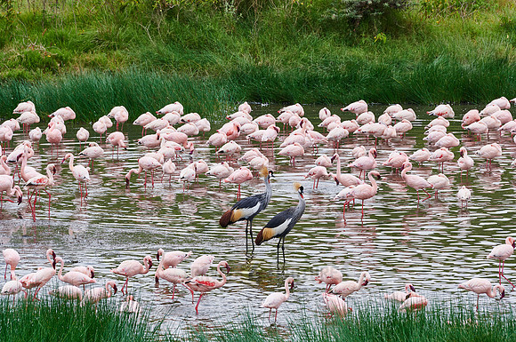 black crowned cranes and Lesser flamingos