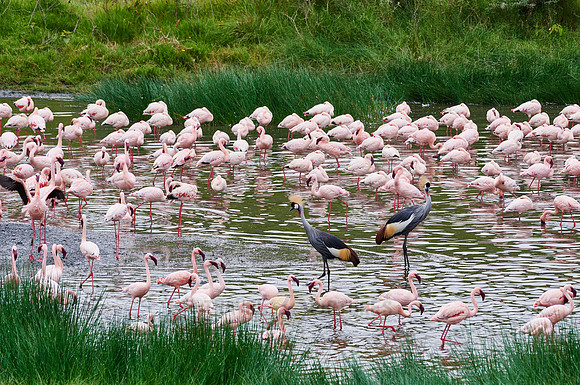 black crowned cranes and Lesser flamingos