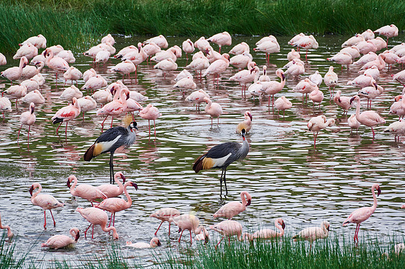 black crowned cranes and Lesser flamingos