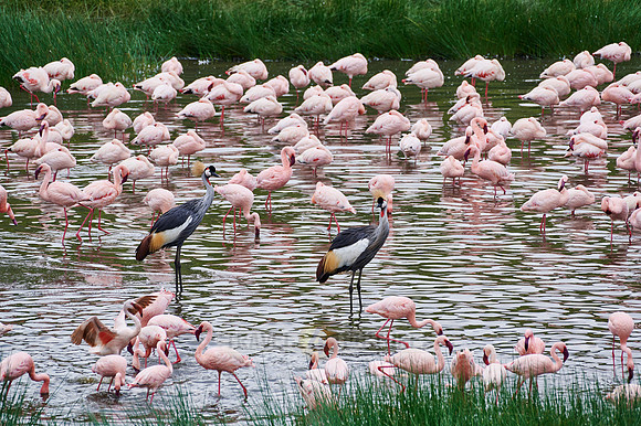black crowned cranes and Lesser flamingos